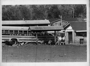 Peter Brega, Inc. farm animals